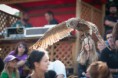 /album/fotogaleria-sokoliarske-vystupenia/nd7-0430-jpg/